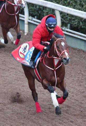 【アイビスSD】アメリカンステージ　舞台適性を評価　陣営「この状態でレースを迎えられたら」