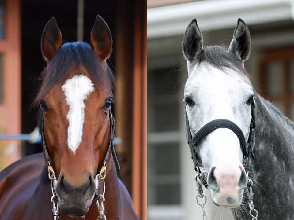 凱旋門賞の馬券発売が決定　メイショウタバル＆アドマイヤテラが出走予定　