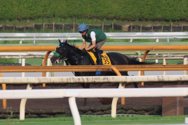 【アイビスSD・クイーンS予想】新潟名物の千直重賞！ 出走各馬の調教内容をジャッジ