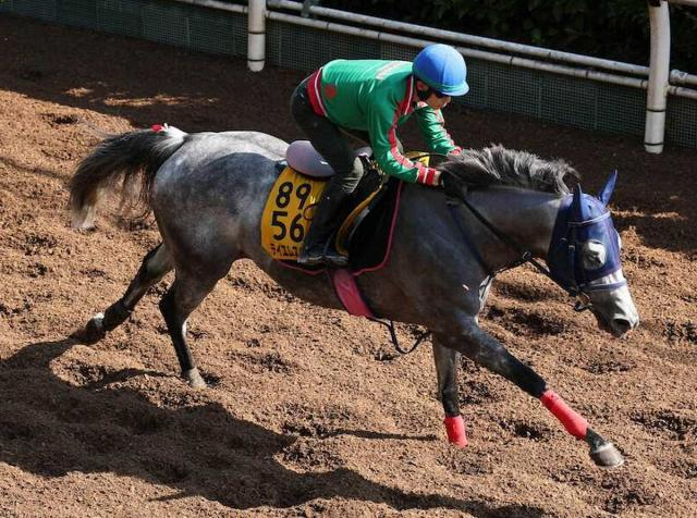 【アイビスSD】テイエムスパーダ　馬具効果に期待　小椋師「舞台は間違いなく合う」