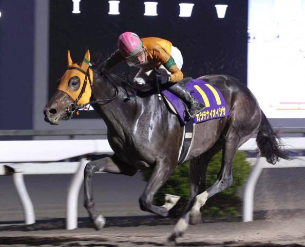 【高知競馬・黒潮菊花賞】カツテナイ3冠馬誕生に期待!　大恵陽子コラム