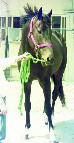テイエムオオアラシ死す…33歳　97年カブトヤマ記念、福島記念、98年小倉記念V