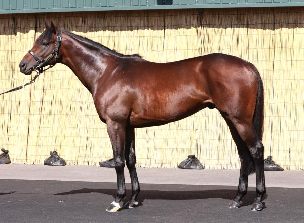 【エルムS予想】テーオーパスワードほか有力馬の馬体をチェック！