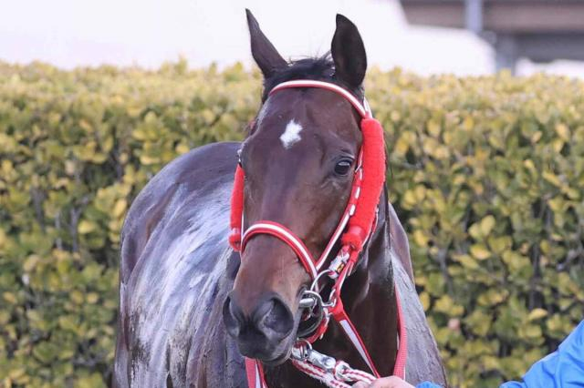 【エルムS】重賞で2勝2着1回!今年の「北海道男」北村友一騎手とのコンビ　レヴォントゥレットがひと押し利かせる