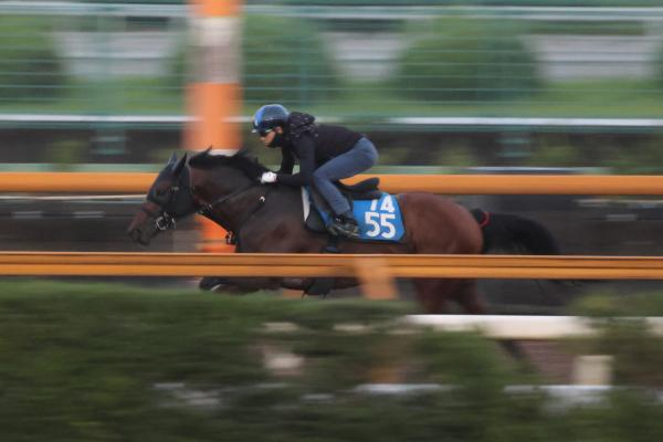 【CBC賞など予想】夏の中京が舞台のスプリント戦！ 出走各馬の調教内容をジャッジ