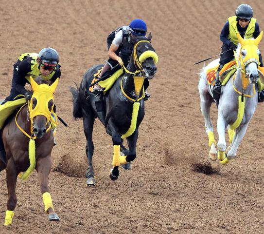 【レパードS】ドンエレクトスは3頭併せでスムーズに反応　荻野極騎手が好感触「動きが軽く追走も楽」