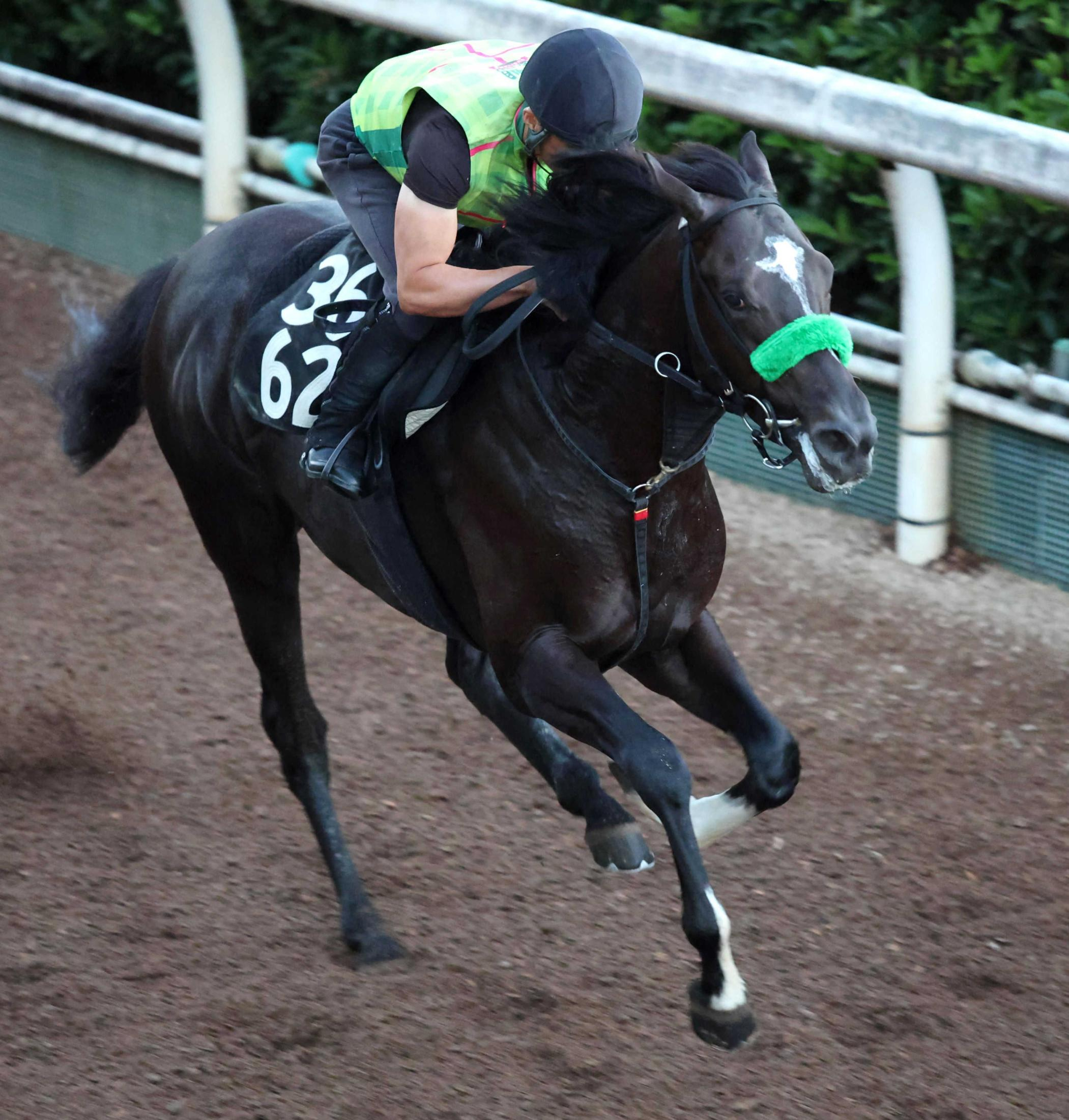 【レパードＳ】メルカントゥール　初タイトルへ万全　房野助手が感じる成長「坂路で頭上げず、体も使えるように」