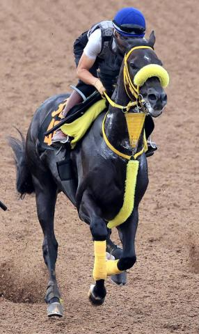 【レパードS】キャリアハイ更新ペースの53勝　荻野極騎手がドンエレクトスを重賞初Vに導く「いい対処ができるように備えたい」