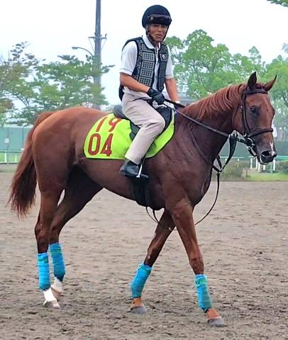 【POG】新種牡馬ストラクター産駒のジャストピーチーは国枝栄厩務員が担当で8・22札幌デビューへ