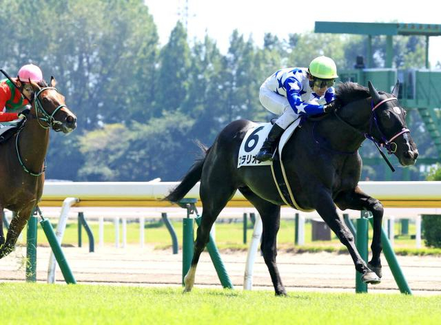 【新潟3R・2歳新馬】3番人気コラリオンがメンバー最速の末脚でV　田辺裕信騎手「1番人気になるかと思っていた」