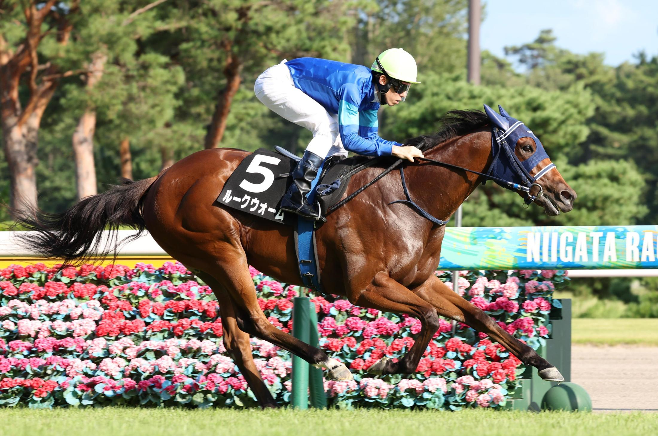 【ダリア賞】ルークウォーム　２歳コースレコード完勝劇　手塚久師＆津村は慎重姿勢「気が入り行く形に。力はあるが、今後は考えないと」