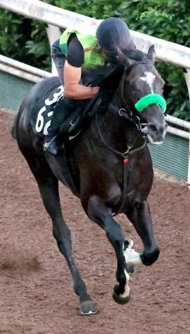【レパードS・馬トク最終ジャッジ】ダートで底を見せていないメルカントゥール　あるレース傾向が死角になる?