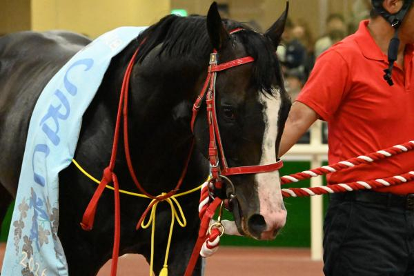 【札幌記念 AI予想】懸念材料は意外と少ない!? AIは超人気薄の伏兵を注目馬に指名