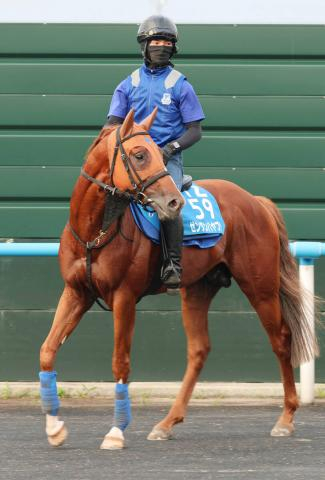 【札幌記念】小倉記念Vのゼンダンハヤブサが連勝で夏の中距離王狙う　橋田調教師「チャレンジャーかなと思っています」