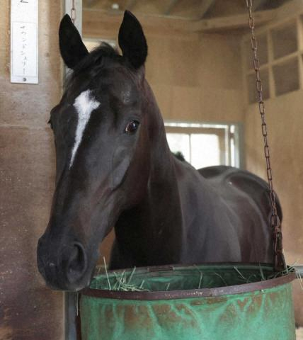 【中京新馬戦】サウンドシェリー　芝適性感じる走り　気性も不安なく調整順調