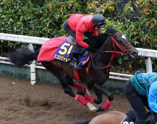 【札幌記念】エコロヴァルツ　喉の手術後の復帰戦　牧浦師「緩めての立ち上げに」