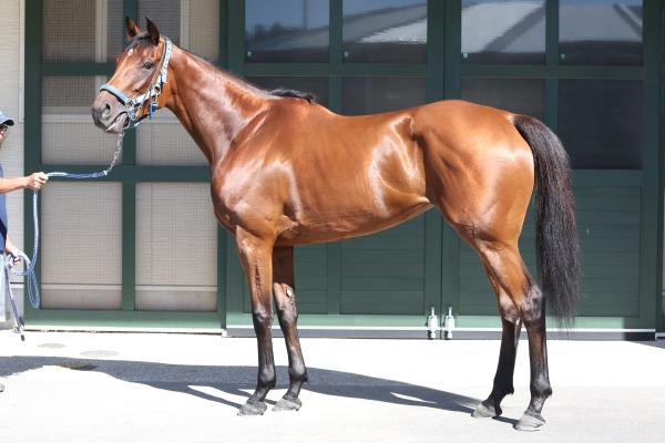 【中京記念予想】サトノシャイニングほか有力馬の馬体をチェック！