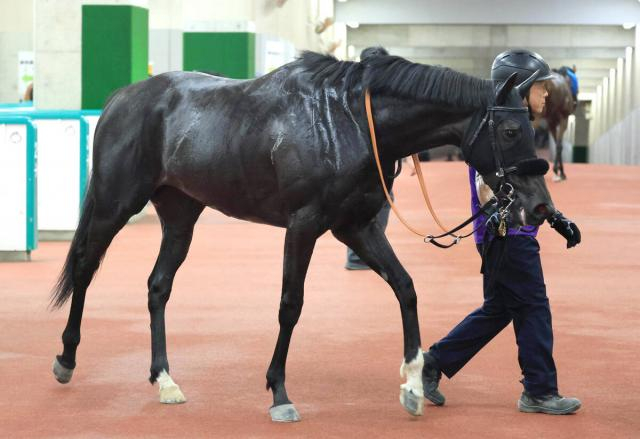 【注目馬動向】鬼脚で古馬撃破のラベルセーヌは秋華賞を目標　三面川特別を上がり最速32秒3の末脚で快勝