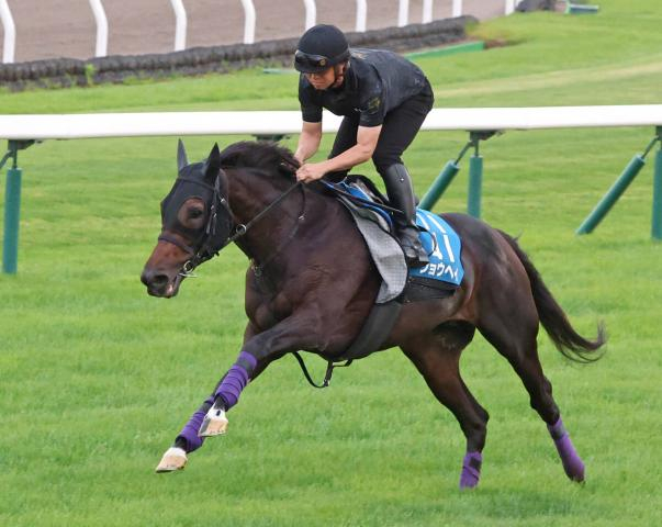 【札幌記念】ゴール後も勢い止まらず　昨年日本ダービー3着のショウヘイが余力十分の追い切り