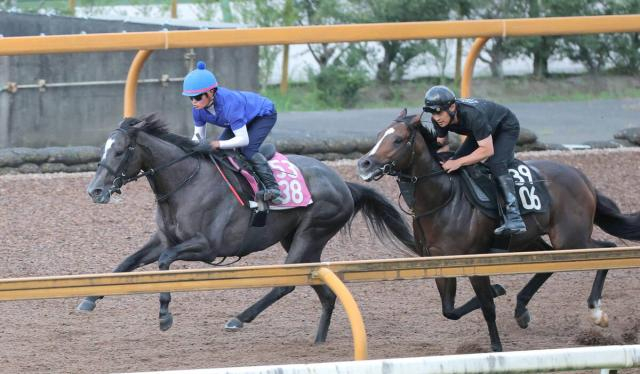 【中京記念】田口貫太騎手「しっかりと仕上がりました」　重賞初制覇を目指すナムラコスモスが圧巻の動き