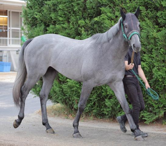 【POG】葵S勝ちの全姉とは違う道で…　ソルテヴェローチェが中京ダートでデビュー　上村調教師「560キロぐらいだが手先は軽い」