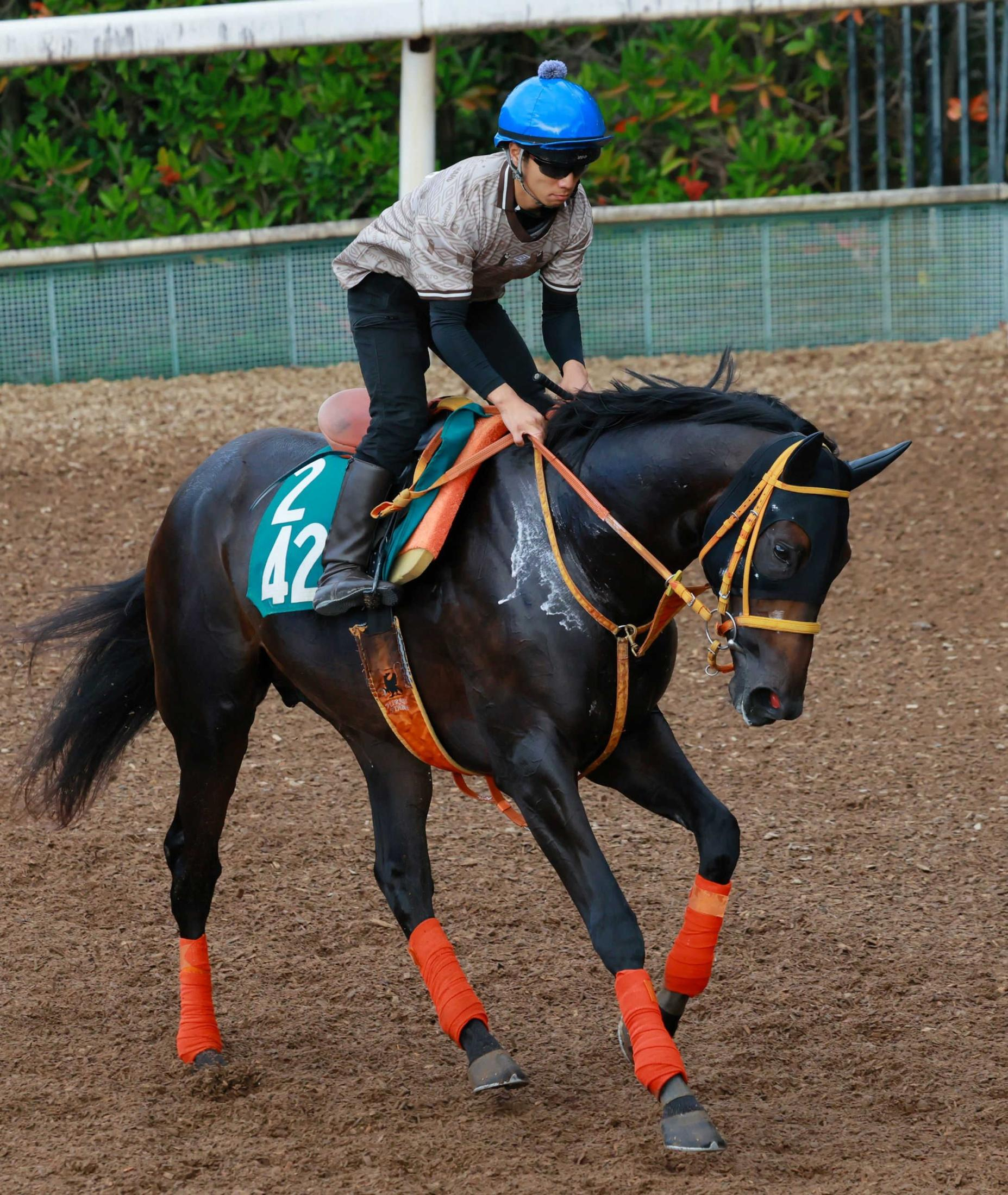 【新馬戦】ケイアイトリノ　乗り味「セナに似ている」　厩舎ゆかりの血統「期待馬の一頭だよ」