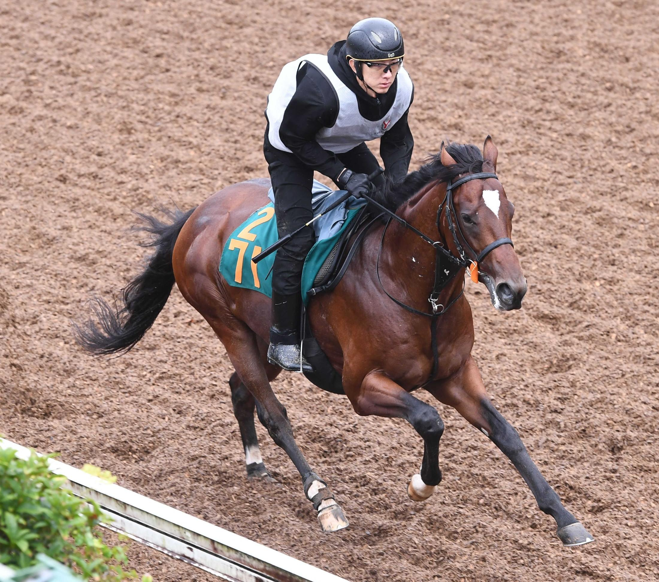【新馬戦】テンソンコウリン好感触　アルアイン産駒の素質馬「マイルくらいが良さそうです」