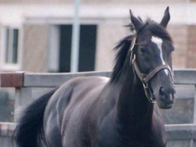 8月19日はサンデーサイレンスの命日 日本競馬史に残る偉大な功績を解説