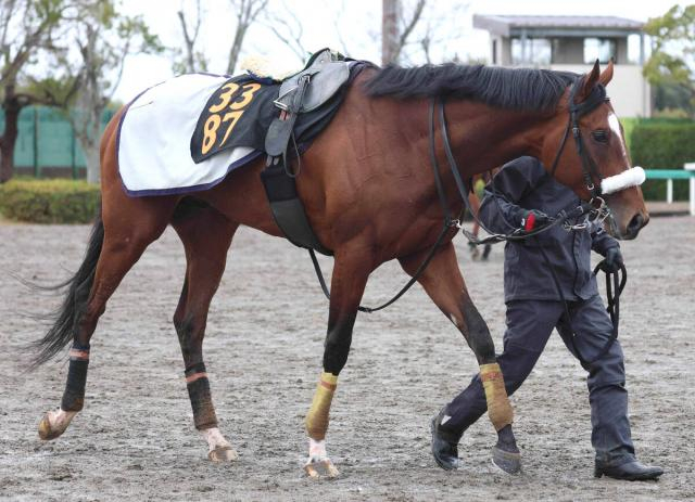 骨折からの復帰目指す青葉賞2着タイダルロック　20日の追い切りで異変発生...エコー検査へ