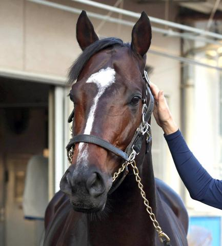 ジャックルマロワ賞に出走したシックスペンスとシュトラウスがフランスから帰国