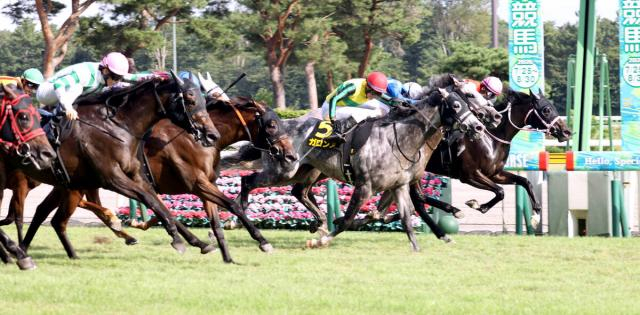 ハナ、ハナ、アタマ、ハナ、ハナ、ハナ差の大激戦は3連単120万円超　「えぐ!!!!」「みんな仲良し」ネット騒然