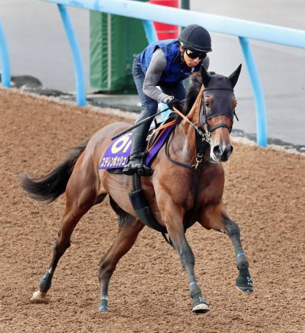 【新潟記念・イシゴーの特注馬】ステレンボッシュ完全復活へ　新潟の外回り2000メートルは願ってもない形態