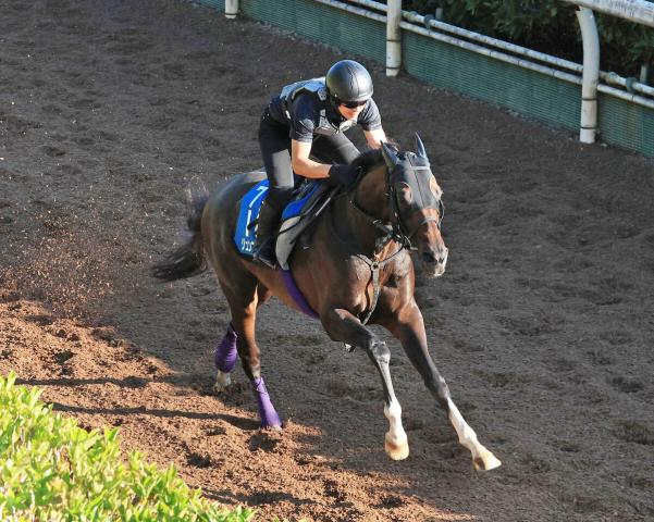 【新潟記念・理貴の特注馬】3年5か月ぶりの2000メートルでジュンブロッサムが変わる　友道調教師「今なら…」