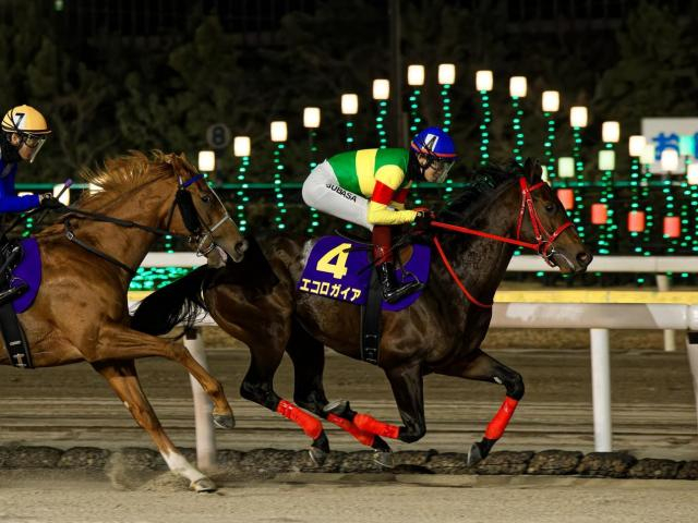 【先週のJRA抹消馬】24年ブルーバードCで2着のエコロガイア、桜花賞馬の仔エンジェルブリーズなど