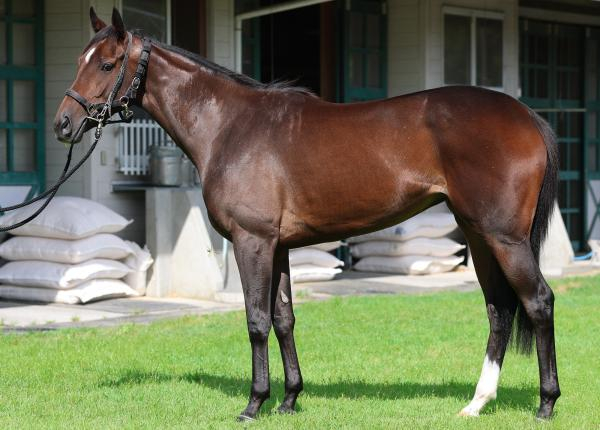 【中京2歳S予想】ジーティーマイカほか有力馬の馬体をチェック！