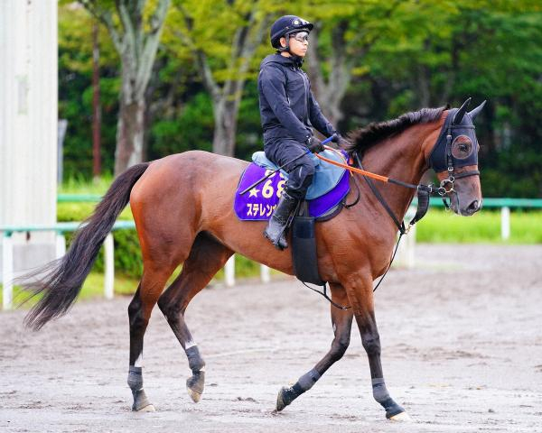 【新潟記念】ステレンボッシュ　条件的に合いそう　宮田師「楽しみ」