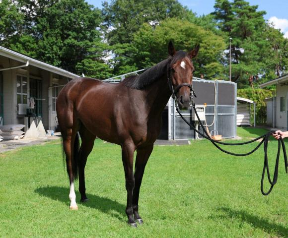 【中京2歳S】サンタンジェロ　2戦目でガラリ一変　中渕助手「精神面が成長した」