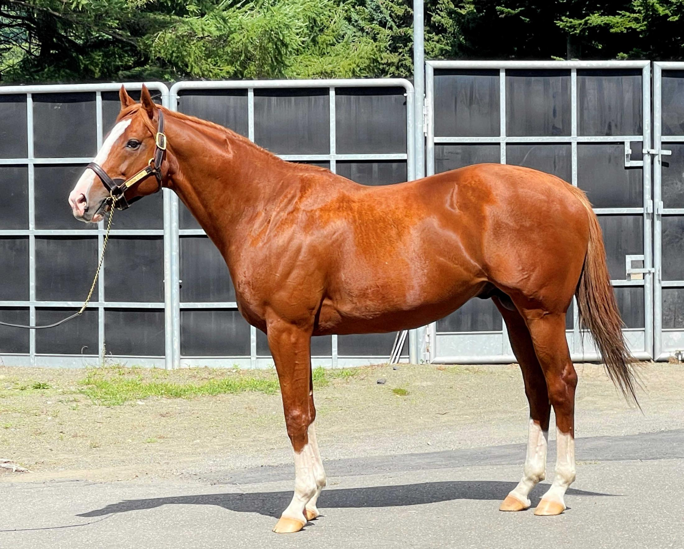 屈腱炎で引退もジャックドールは種牡馬として奮闘中　鮫川場長は高評価「手の掛からない優等生」産駒は雄大な馬体を継承