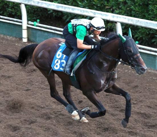 【新潟記念】前走だけでは見限れないサヴォーナ　中竹調教師「休み明けで勝った2走前よりもいい」