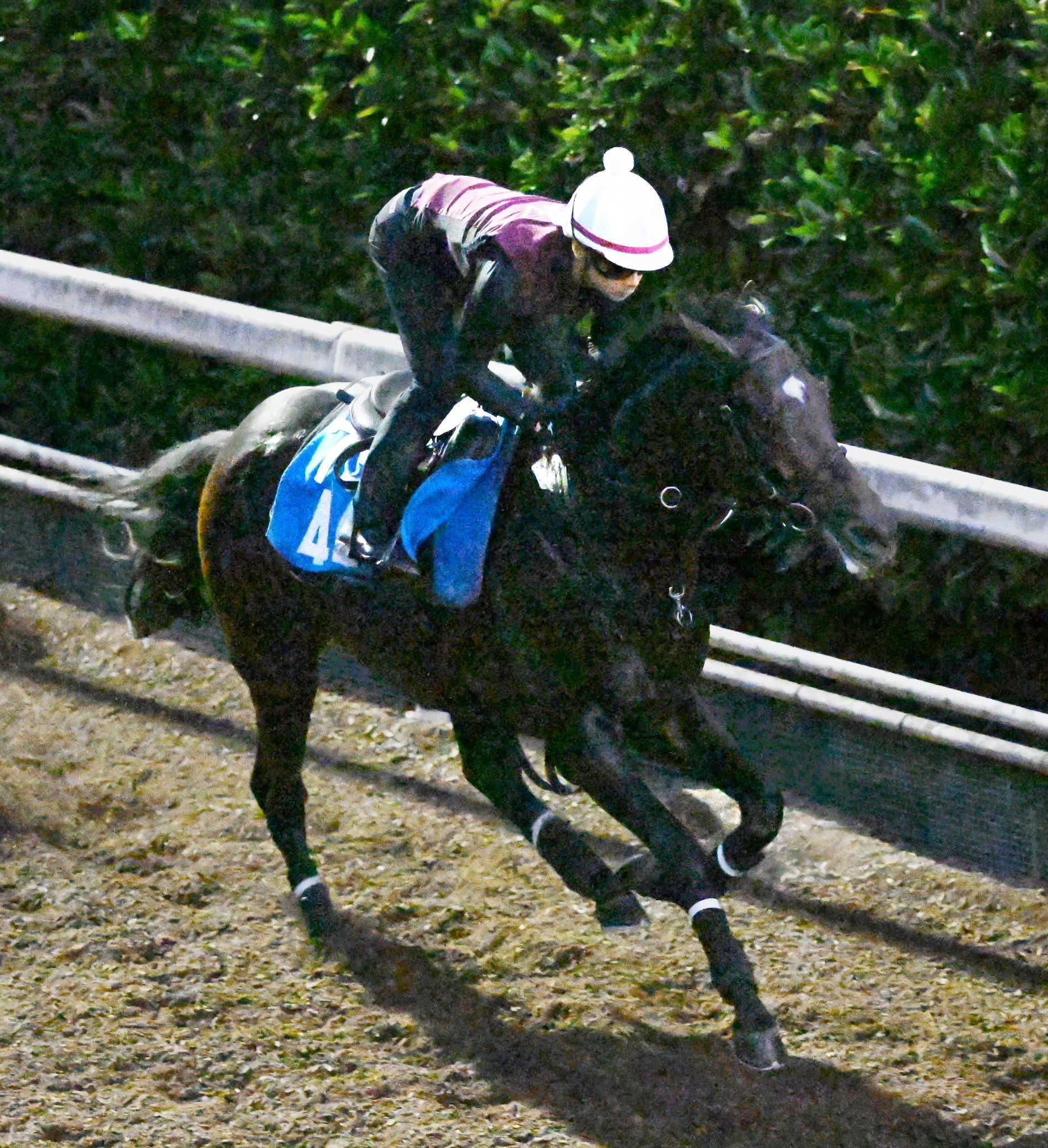 【新潟記念】ダノンシーマ　初タイトルへ万全　最終追いは馬なり余力たっぷり　中内田師も手応え「ここまで順調」