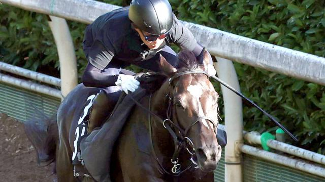 【30日の注目・中京8R】5・2億円馬サガルマータが菊花賞へ向け大事な一戦　同世代の素質馬がライバル