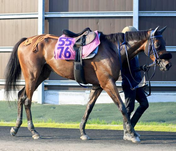 【紫苑S・角田の特注馬】テンションが課題も積んでるエンジンは一級品マスターソアラ　父は絶好調のシスキン