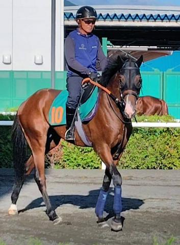 【札幌2歳S・坂本の特注馬】“2強”に割って入りそうな伏兵候補デザートスピリット　センスの良さに注目