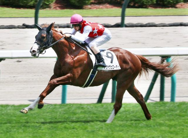 【札幌2歳S】勢いのある新種牡馬の父へ産駒初の重賞タイトル届ける　ノヴァヴェローチェが素質証明へ