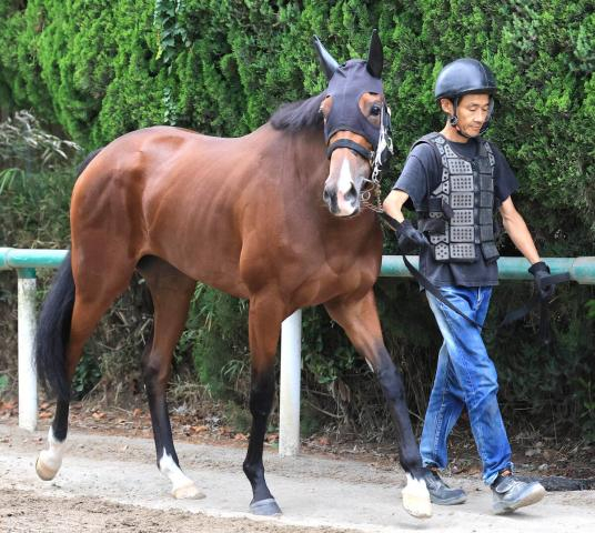 【紫苑S】母子制覇狙うジワタネホ　陣営は「オーナーもぜひ行きたいと」馬主は母ビッシュも所有した窪田芳郎氏