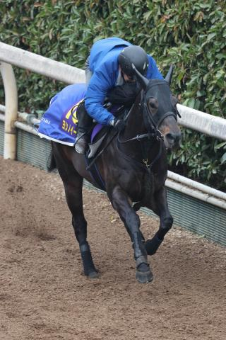 【セントウルS】ヨシノイースター　予定通りの調整　中尾師「状態は上がってきてる」