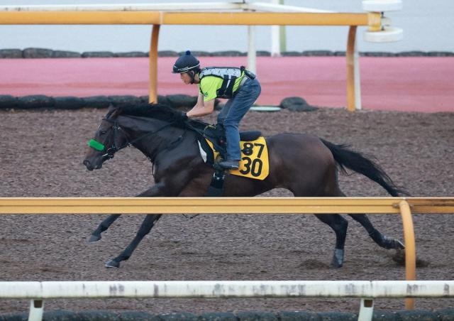【京成杯AH】クランフォード　逆転サマーマイル女王へ必勝だ　現在首位が僚馬で杉山晴師複雑!?