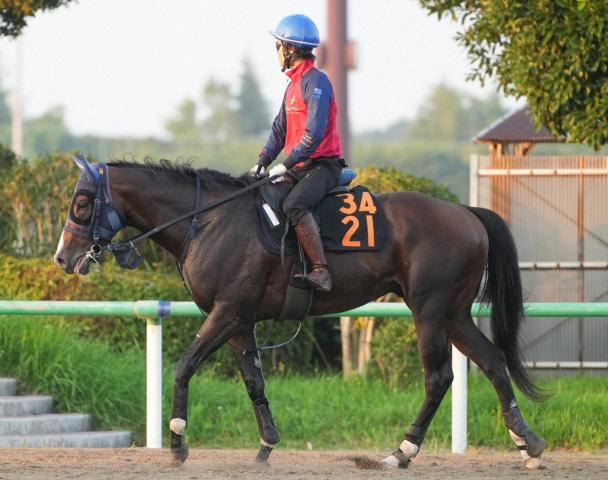 【京成杯AH】ディールメーカー　先行へ内枠熱望　大和田師「今回はいつになくおとなしい」