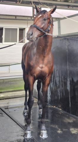【札幌2歳S】ショウナンガレオン「あれはG1馬」怪物候補ここは通過点