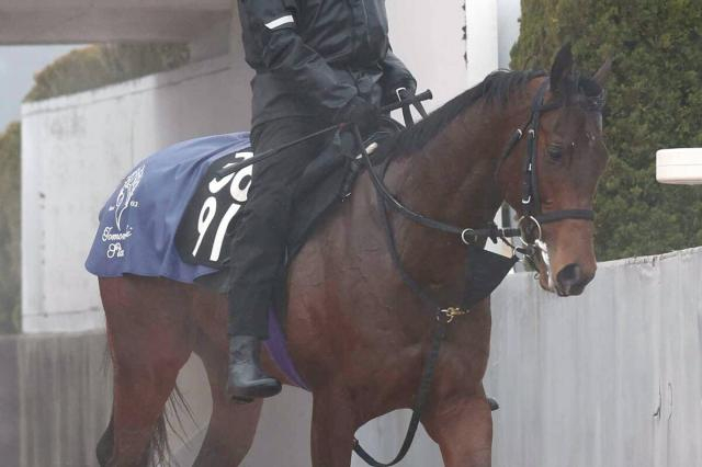 【注目馬動向】友道厩舎の素質馬が帰ってきた!ラヴェニューが10月の京都で再出発　ロブチェン出走の共同通信杯で1番人気
